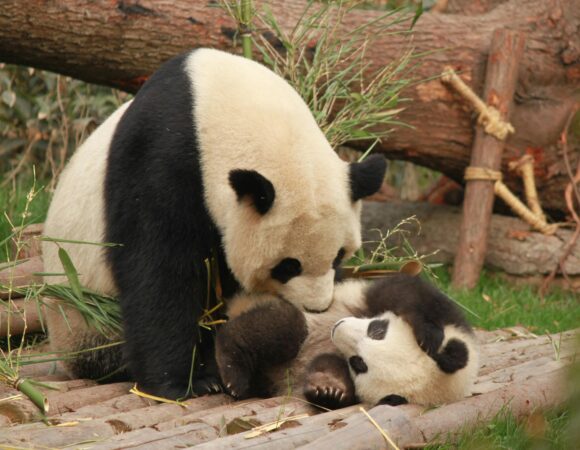 Chengdu