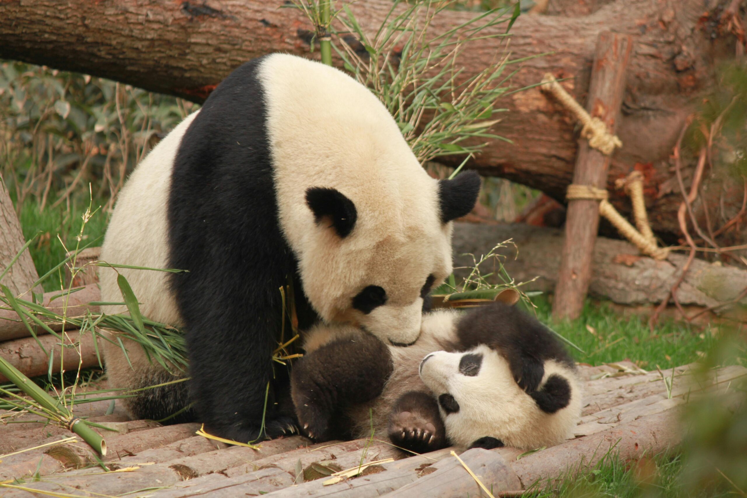 Chengdu